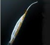 Bullfrog  and Cricket Micro-Infusion Catheter Systems